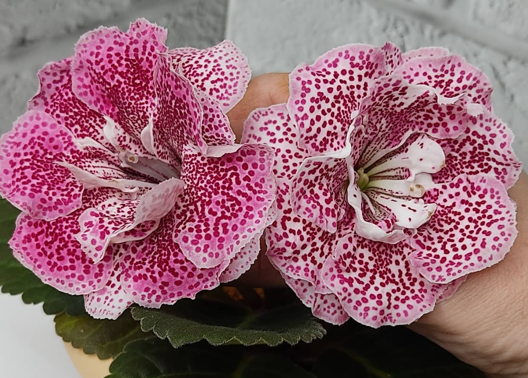 Gloxinia Veronica 1 Bulb