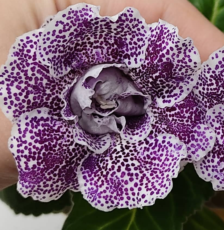 Gloxinia Gourmet 1 Bulb
