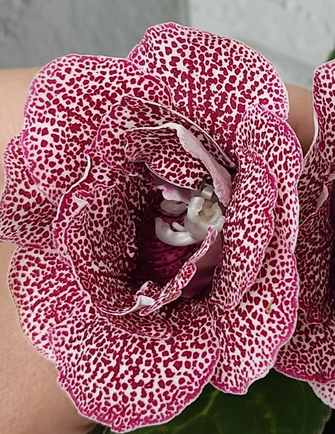 Gloxinia Marianna 1 Bulb
