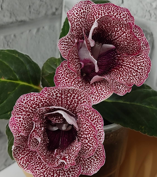 Gloxinia Marianna 1 Bulb