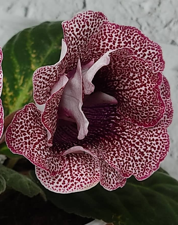 Gloxinia Marianna 1 Bulb