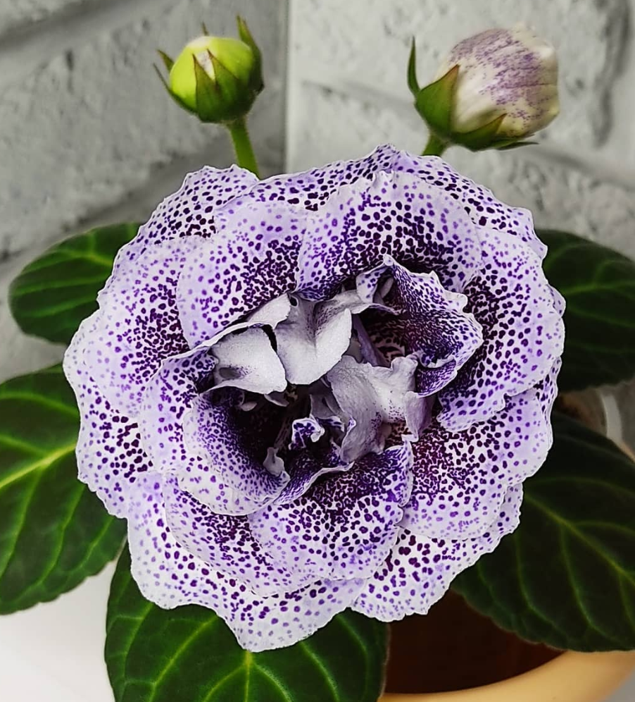 Gloxinia Valentine 1 Bulb