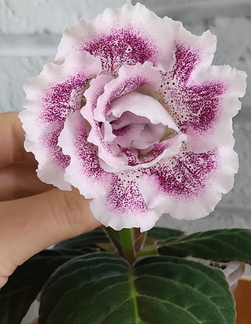 Gloxinia Cherry in sugar 1 Bulb