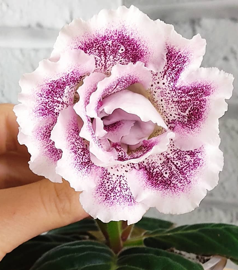 Gloxinia Cherry in sugar 1 Bulb