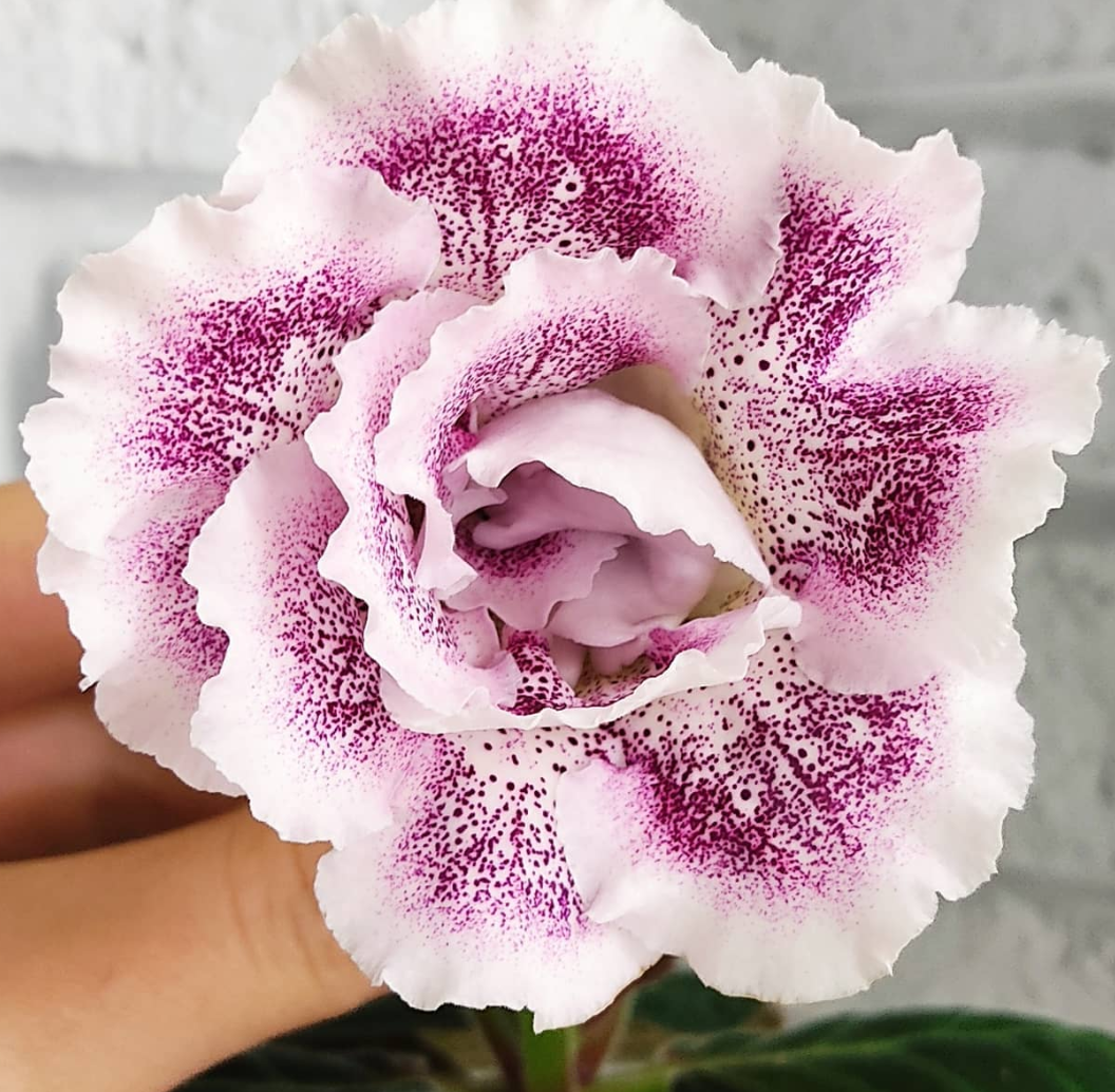 Gloxinia Cherry in sugar 1 Bulb