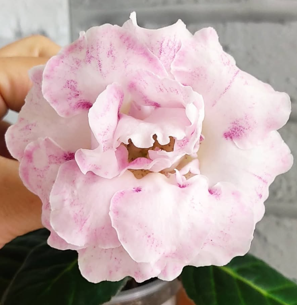 Gloxinia Young 1 Bulb