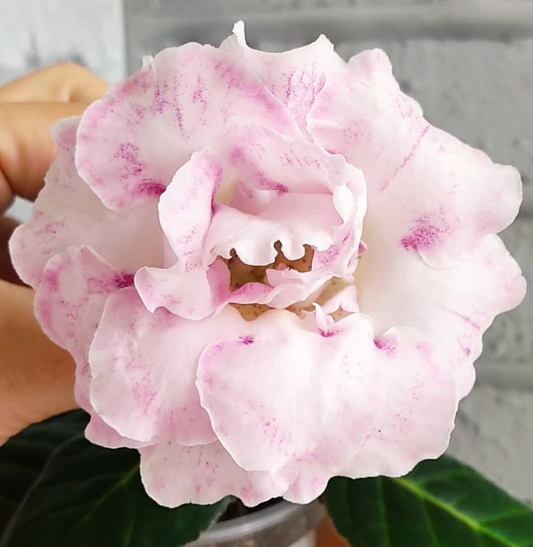 Gloxinia Young 1 Bulb