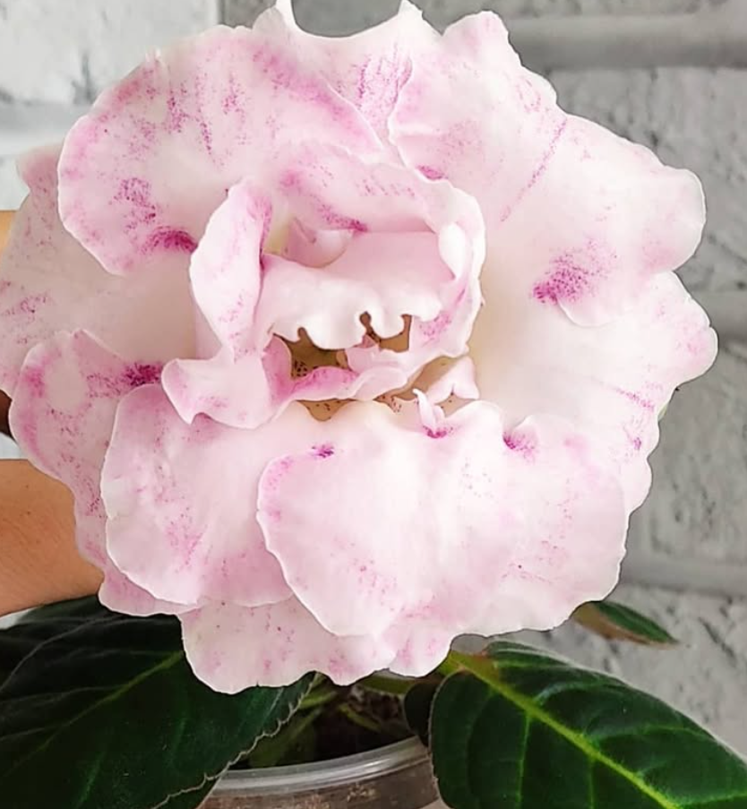 Gloxinia Young 1 Bulb