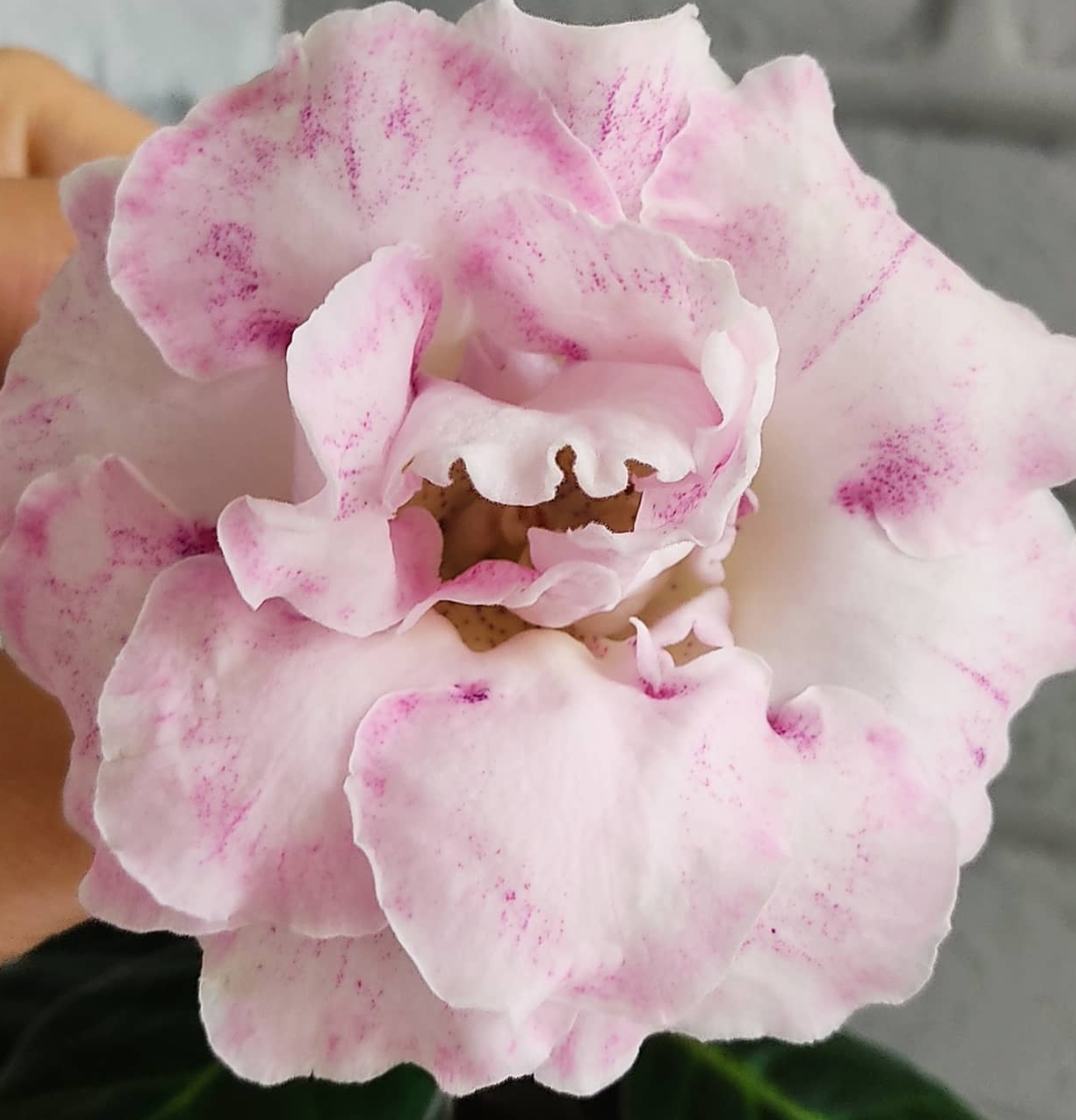 Gloxinia Young 1 Bulb