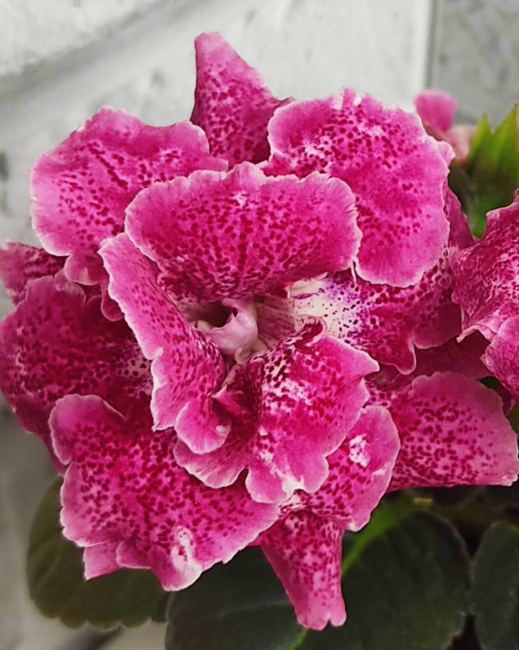 Gloxinia Confetti 1 Bulb