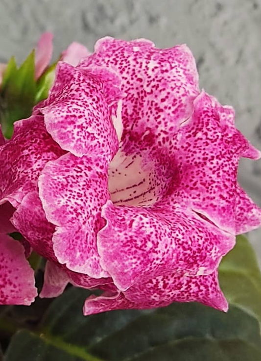 Gloxinia Confetti 1 Bulb