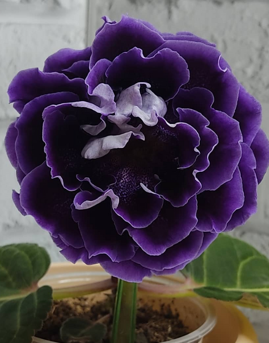 Gloxinia Tyson 1 Bulb