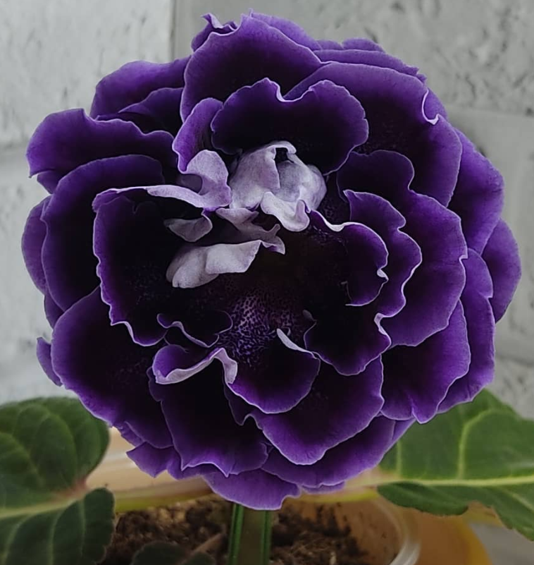 Gloxinia Tyson 1 Bulb