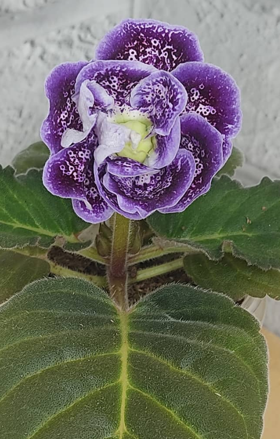 Gloxinia Small Prince 1 Bulb