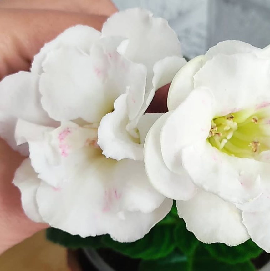 Gloxinia Venetian lace 1 Bulb