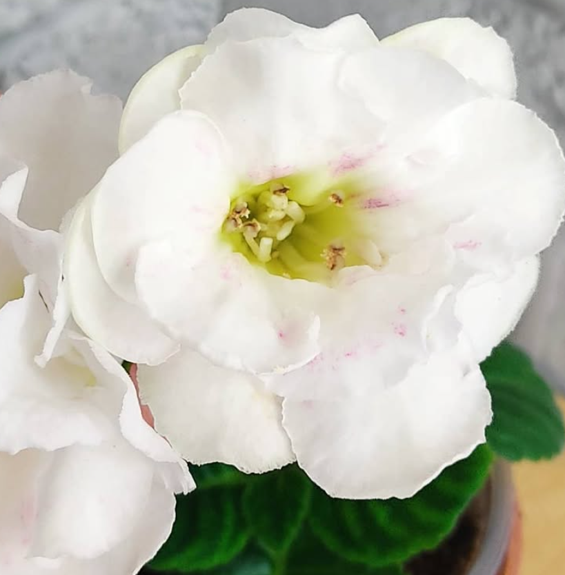 Gloxinia Venetian lace 1 Bulb