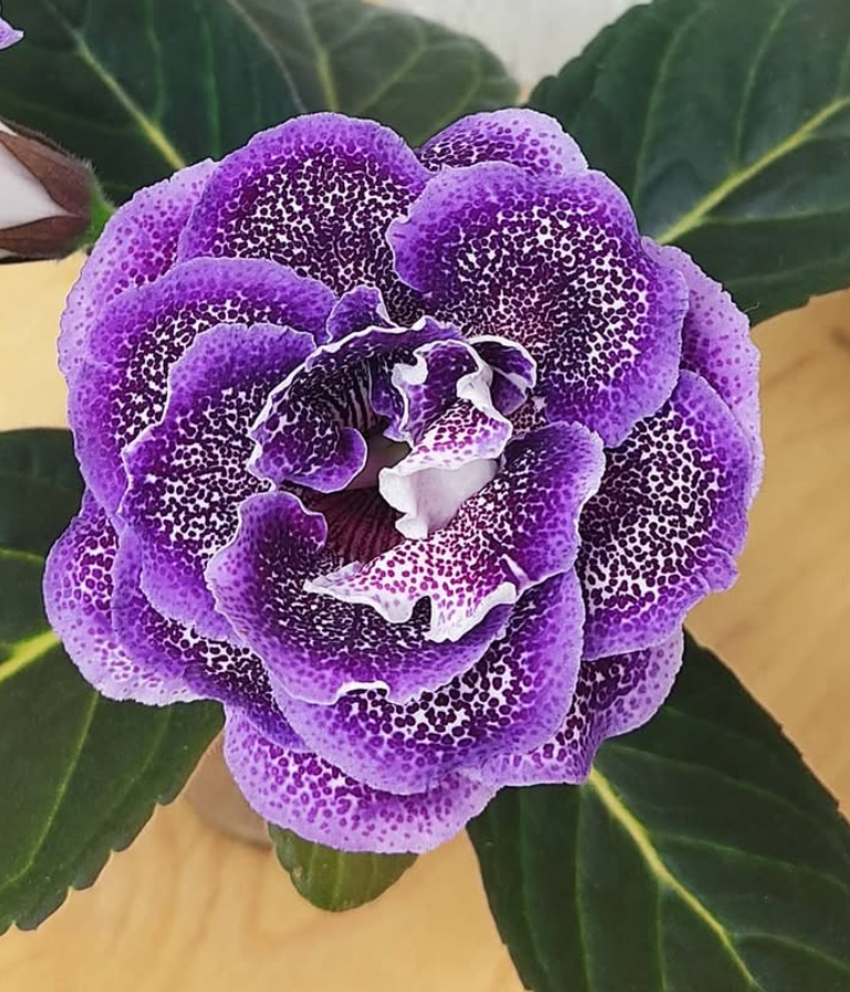 Gloxinia Dark forest 1 Bulb