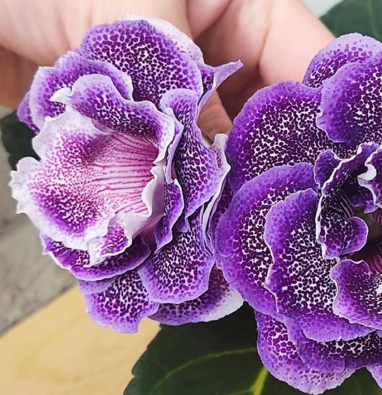 Gloxinia Dark forest 1 Bulb