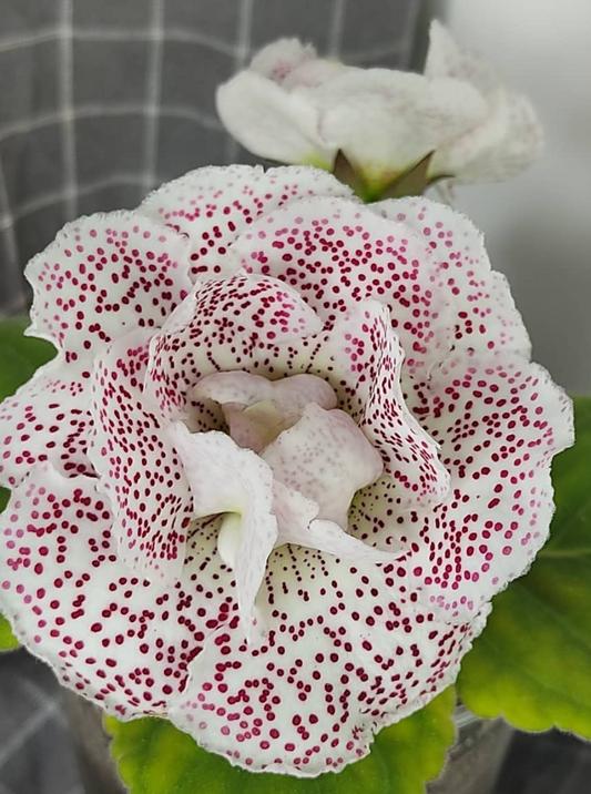 Gloxinia Daria 1 Bulb