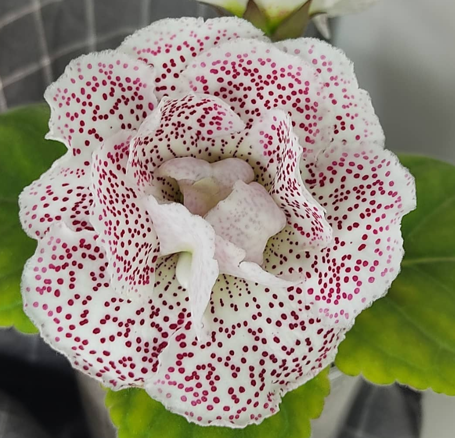 Gloxinia Daria 1 Bulb