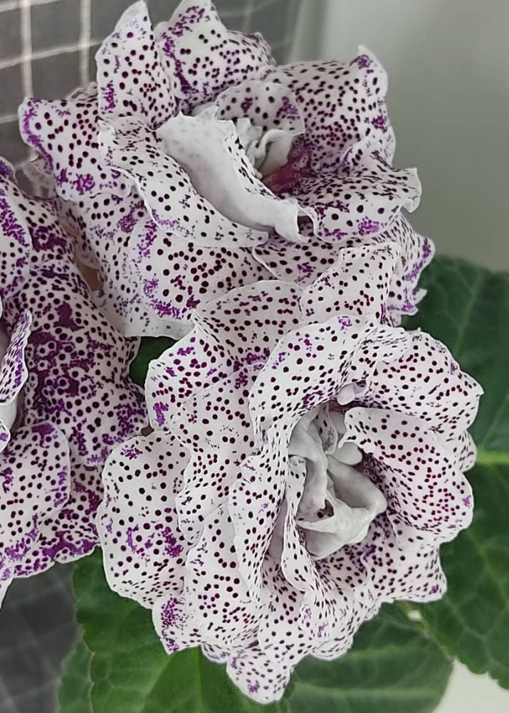 Gloxinia Percale 1 Bulb