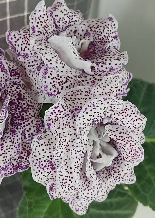 Gloxinia Percale 1 Bulb