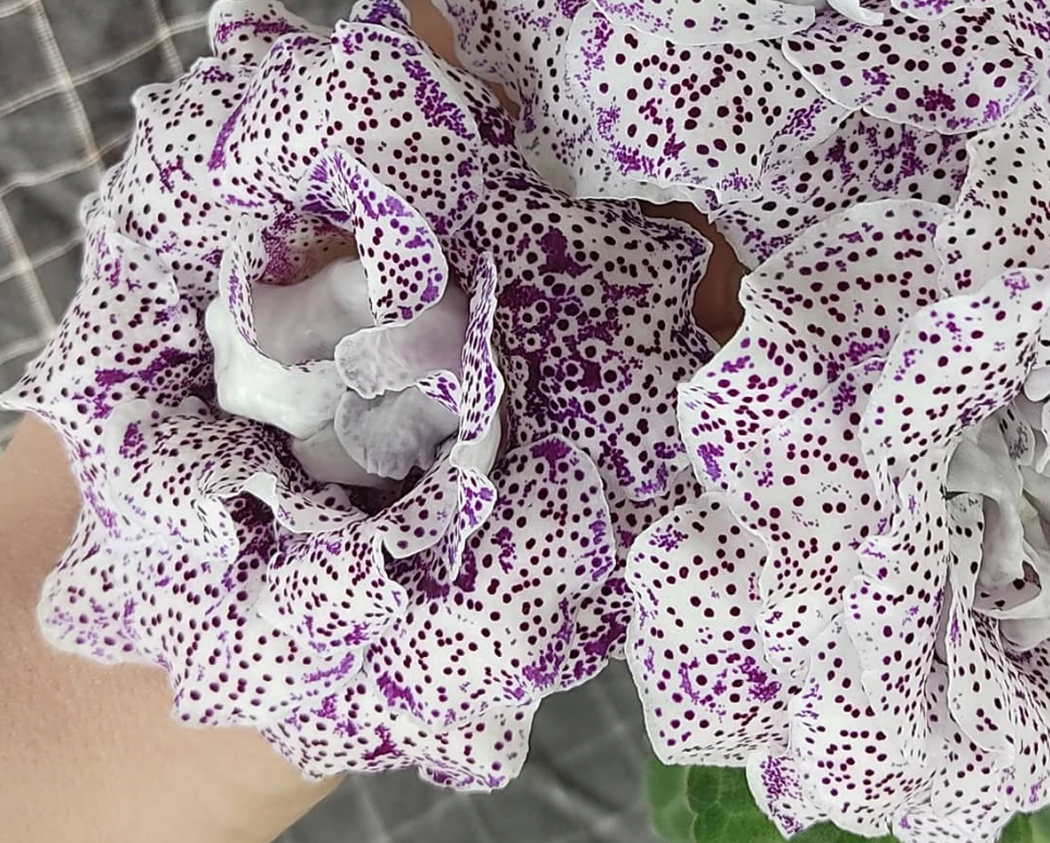 Gloxinia Percale 1 Bulb