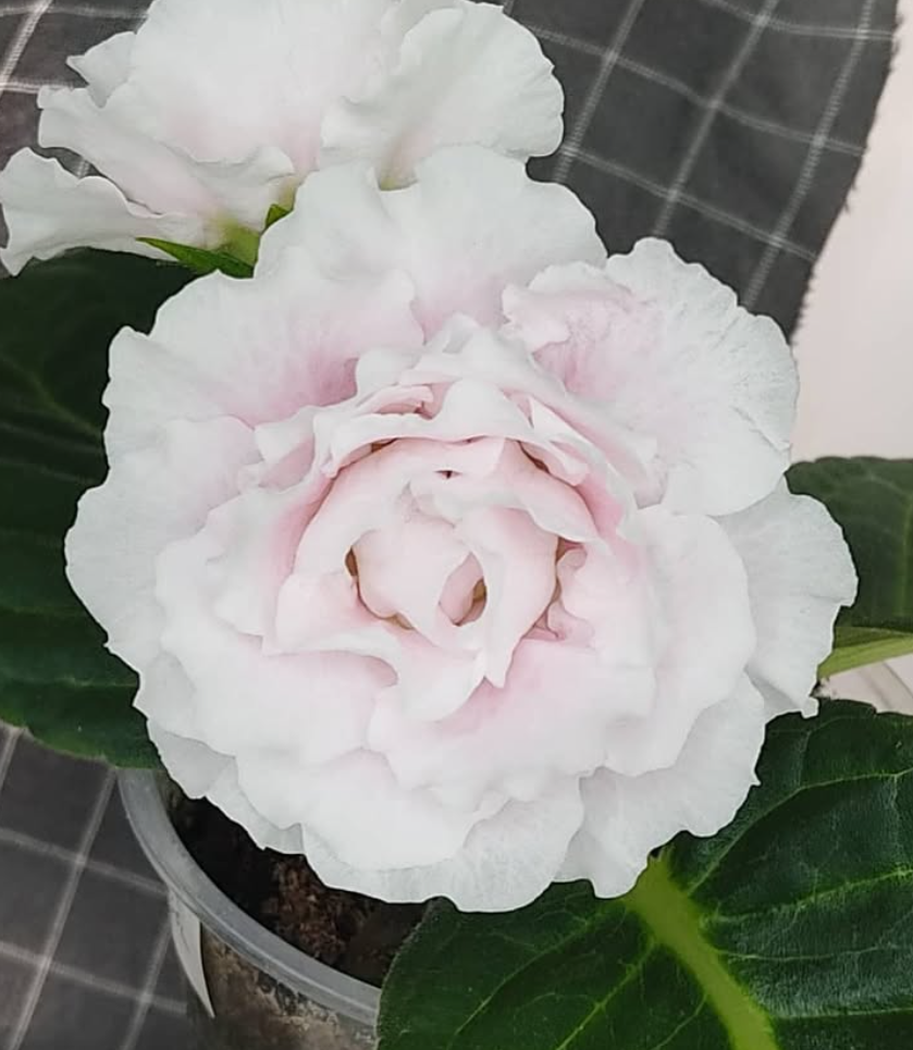Gloxinia White Roses 1 Bulb