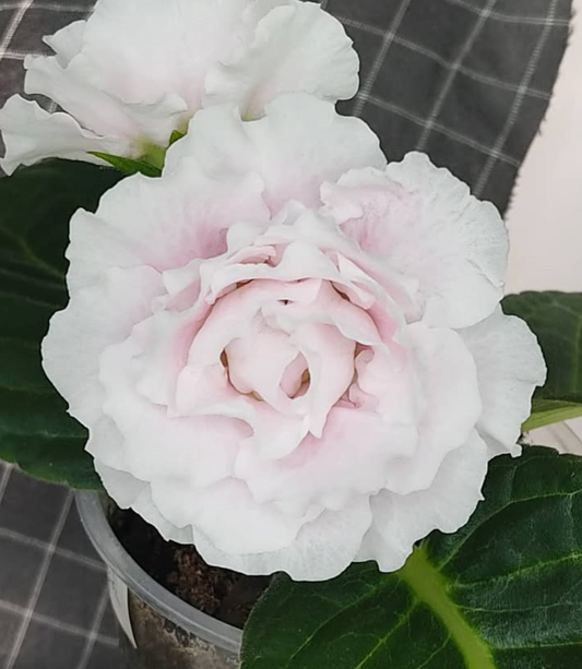 Gloxinia White Roses 1 Bulb