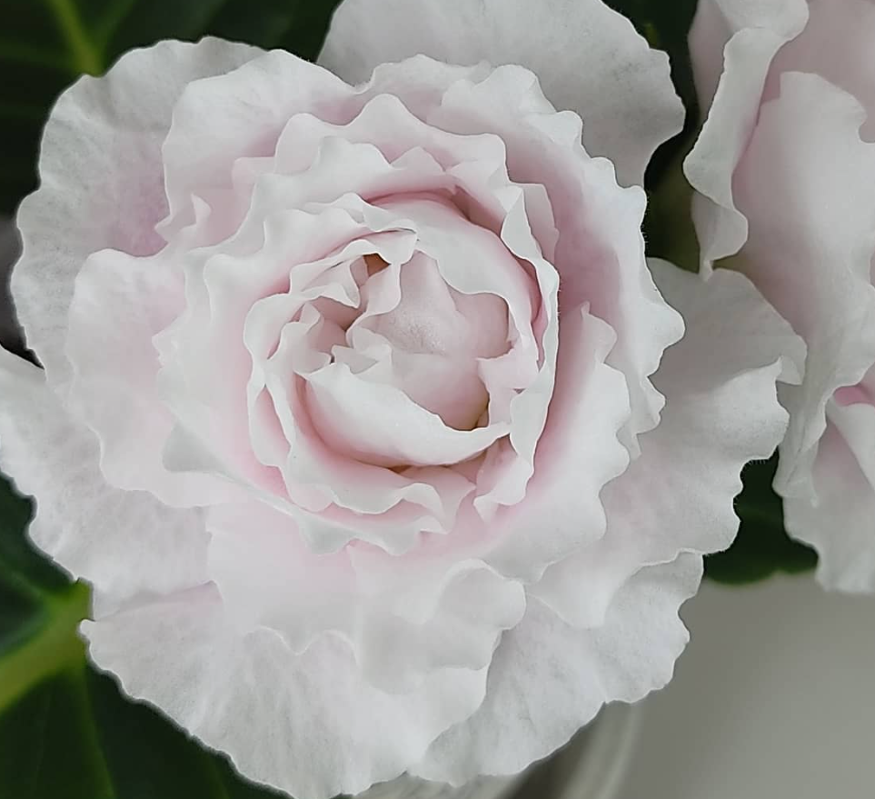 Gloxinia White Roses 1 Bulb