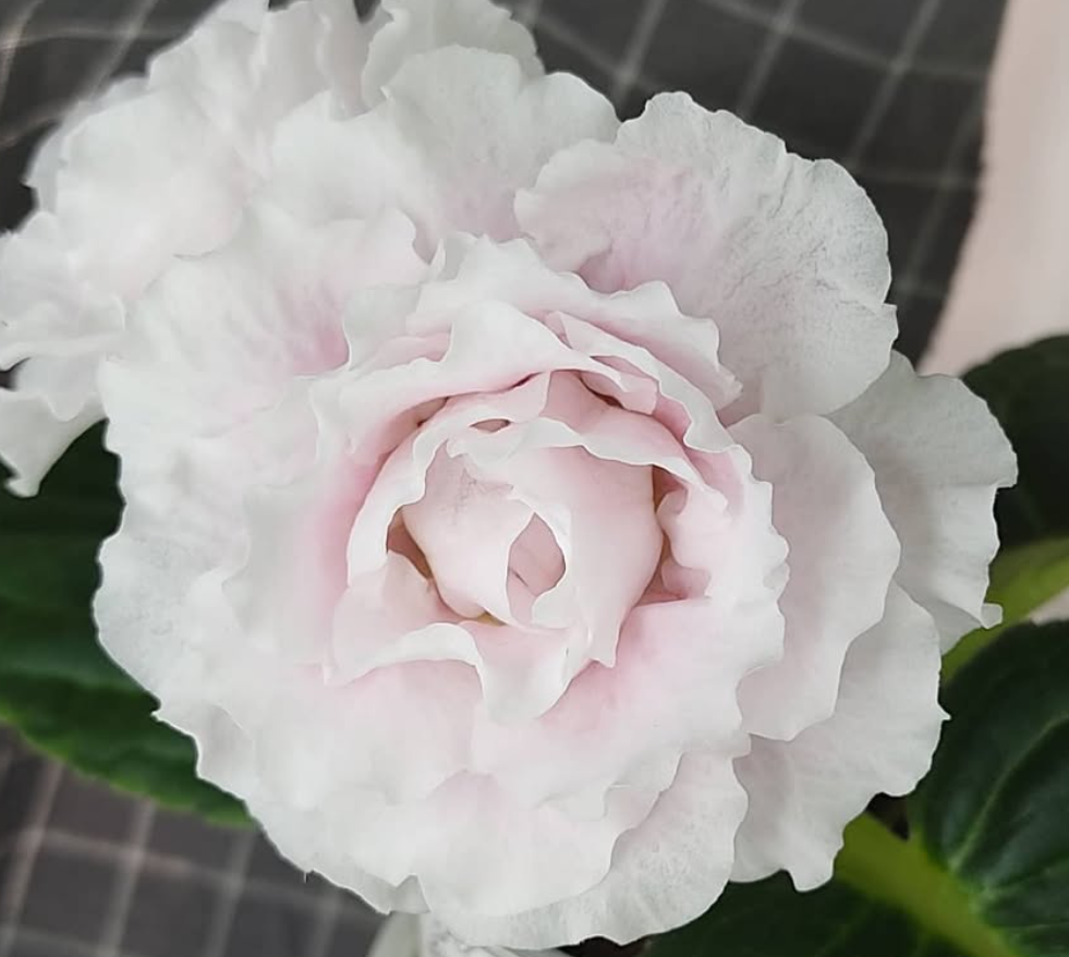 Gloxinia White Roses 1 Bulb