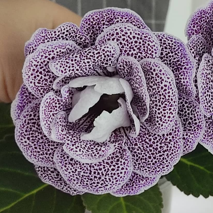 Gloxinia Jaguar 1 Bulb