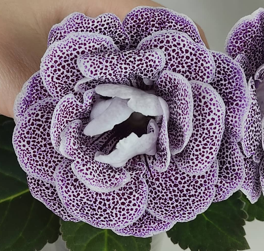 Gloxinia Jaguar 1 Bulb
