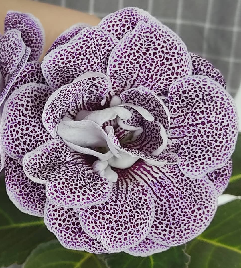 Gloxinia Jaguar 1 Bulb