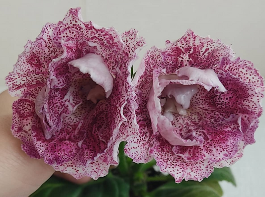 Gloxinia Butterfly hunting 1 Bulb