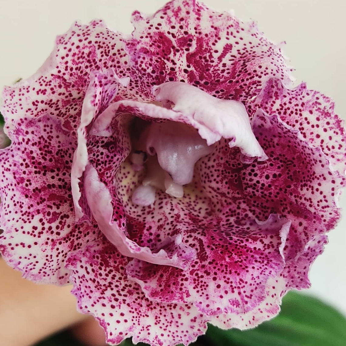 Gloxinia Butterfly hunting 1 Bulb