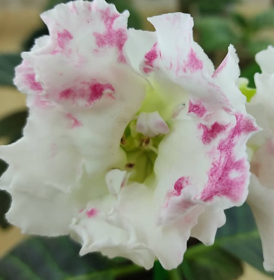 Gloxinia Happiness in the Hands 1 Bulb