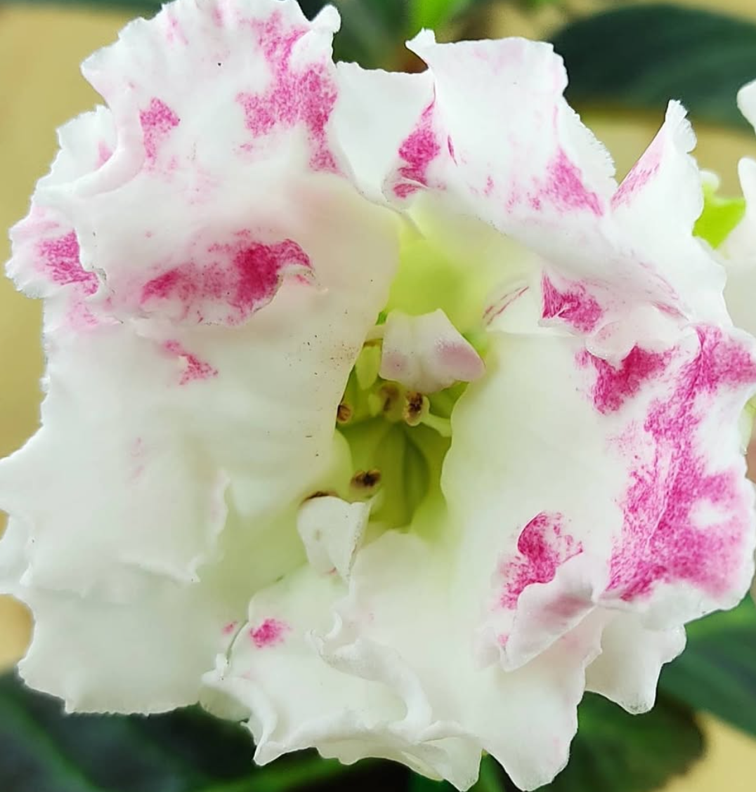 Gloxinia Happiness in the Hands 1 Bulb