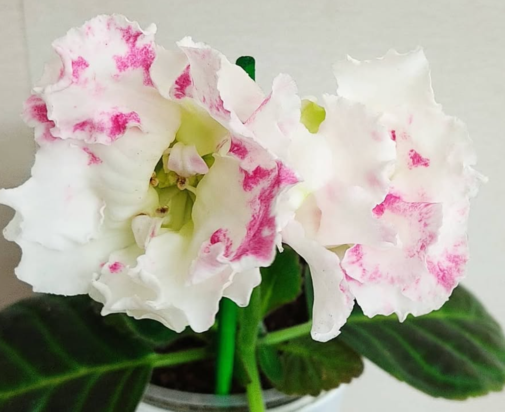 Gloxinia Happiness in the Hands 1 Bulb