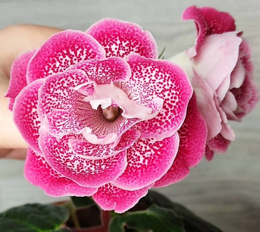 Gloxinia My Joy 1 Bulb