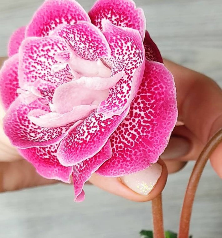 Gloxinia My Joy 1 Bulb