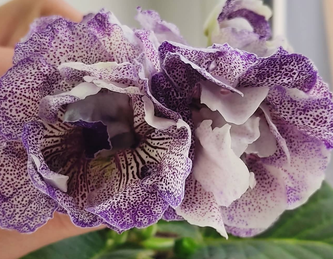 Gloxinia Snow Leopard 1 Bulb