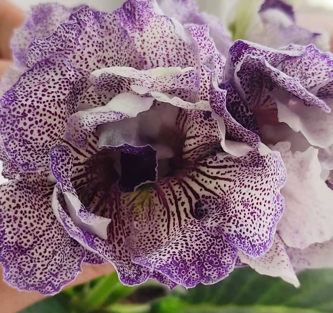 Gloxinia Snow Leopard 1 Bulb