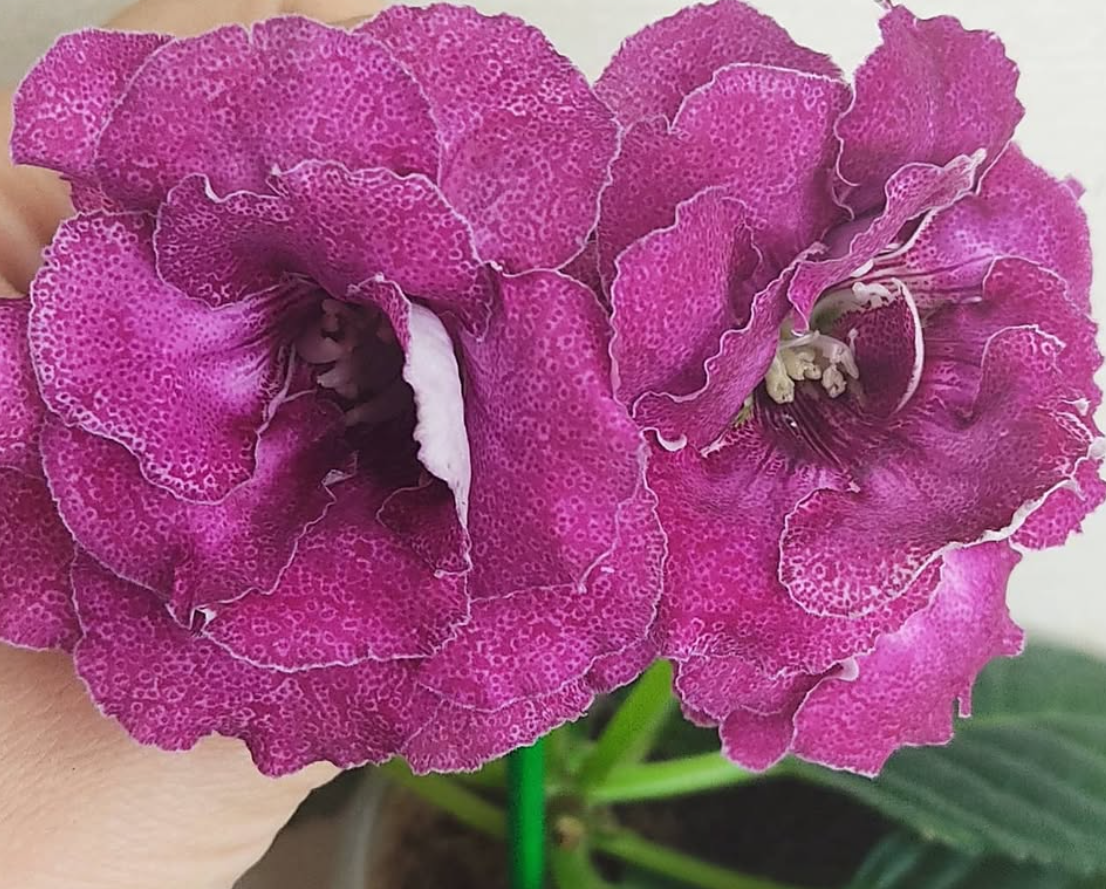 Gloxinia Amethyst Rose 1 Bulb