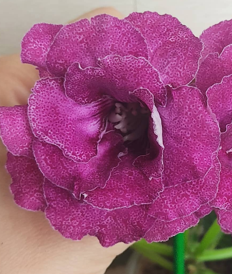 Gloxinia Amethyst Rose 1 Bulb