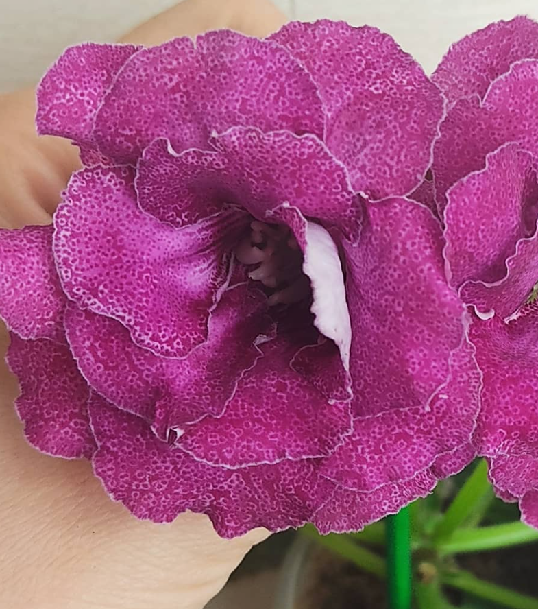 Gloxinia Amethyst Rose 1 Bulb