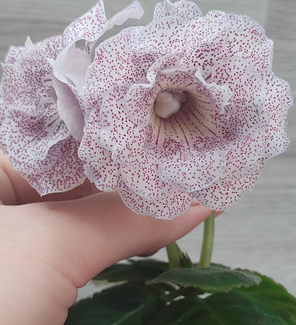 Gloxinia Secrets of the Hermitage 1 Bulb