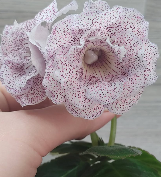 Gloxinia Secrets of the Hermitage 1 Bulb