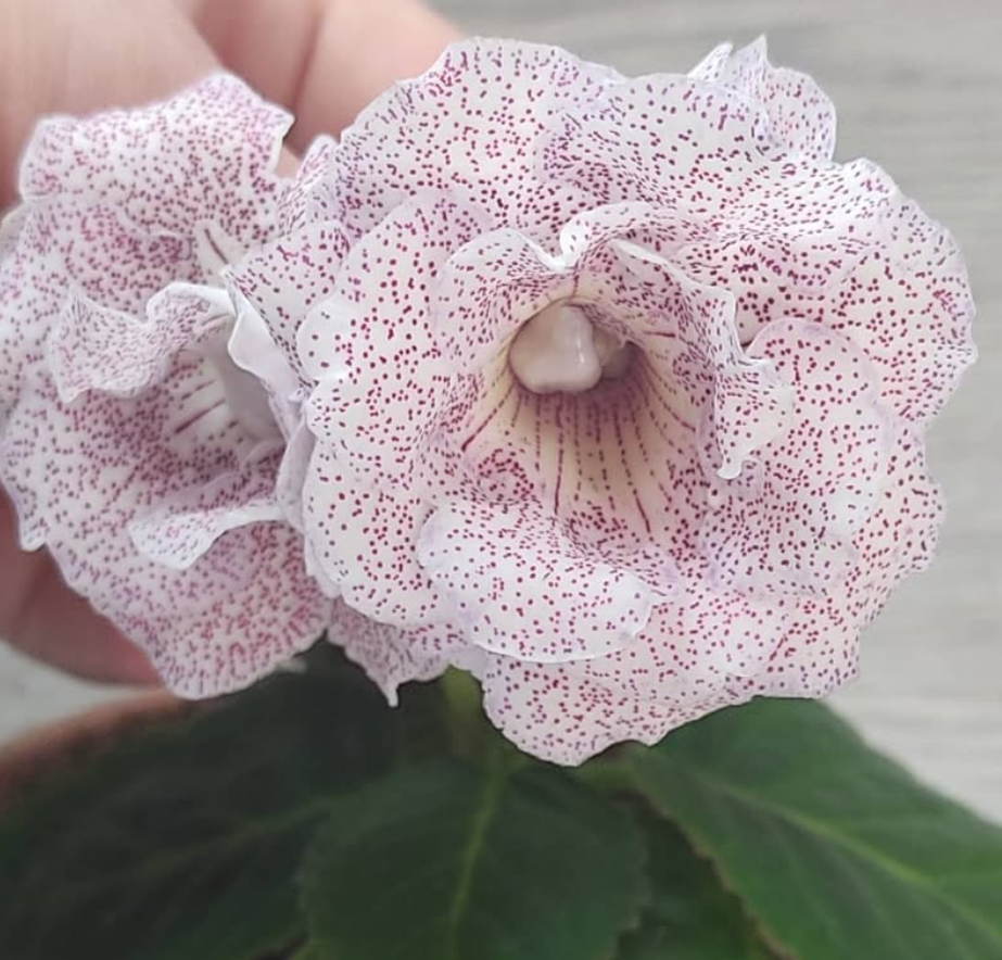 Gloxinia Secrets of the Hermitage 1 Bulb