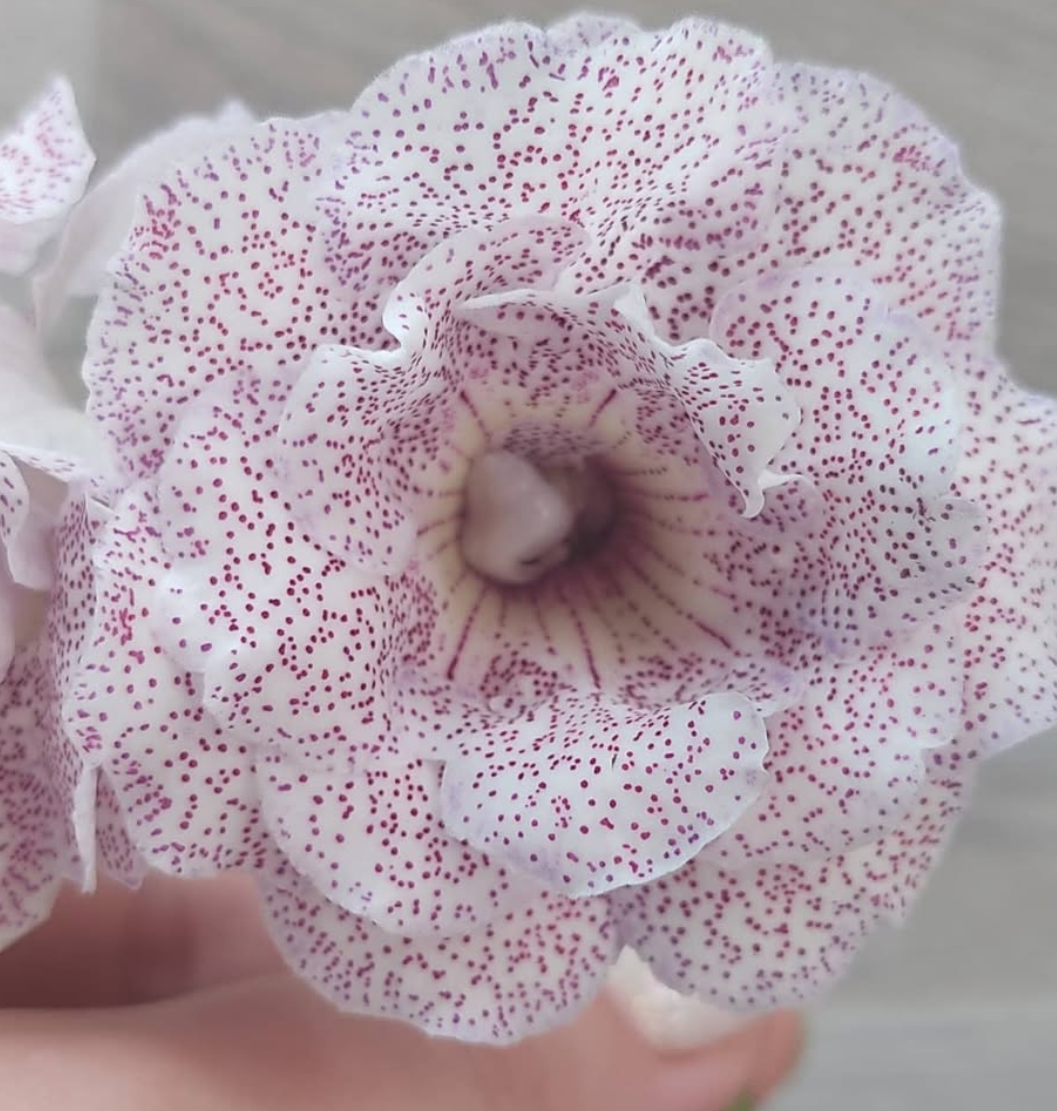 Gloxinia Secrets of the Hermitage 1 Bulb